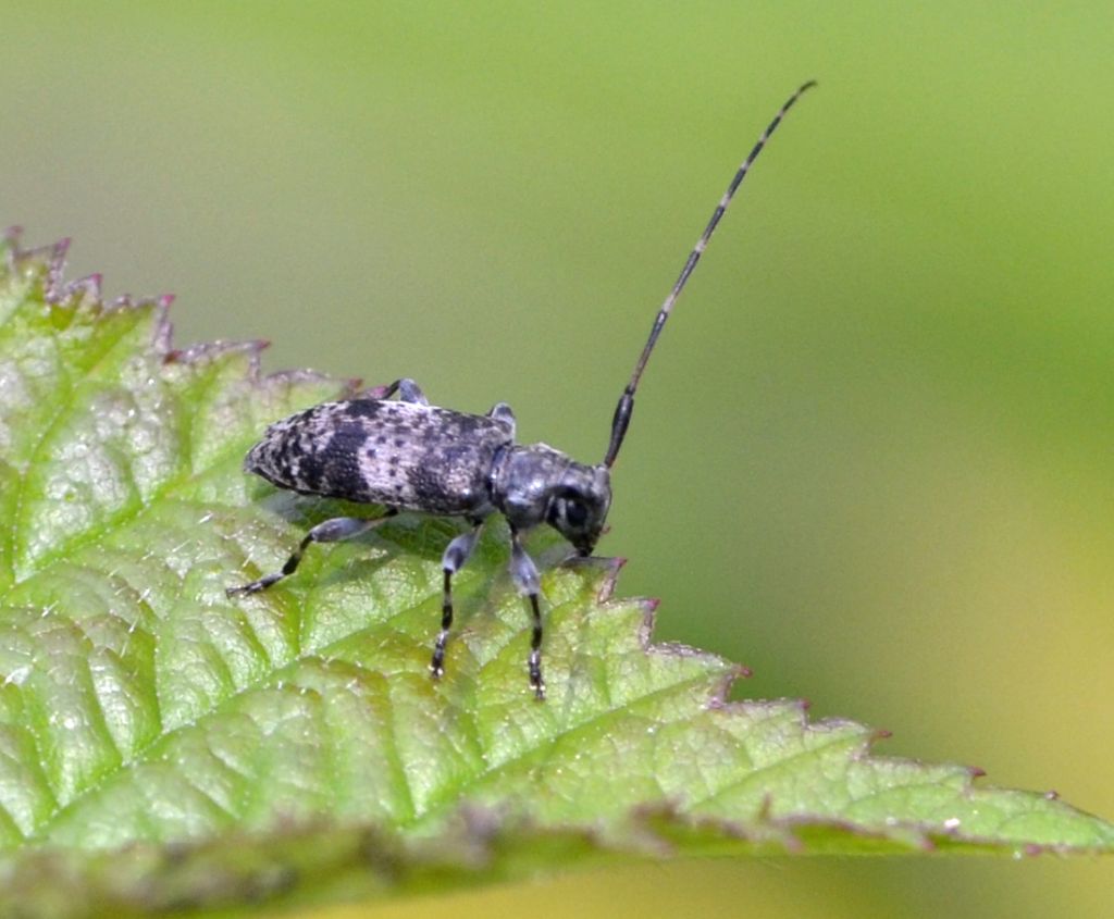 Leiopus nebulosus
